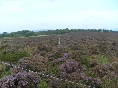 Looking out across some of my dipole legs