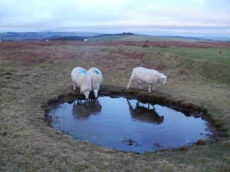 Sheep on Bradnor Hill