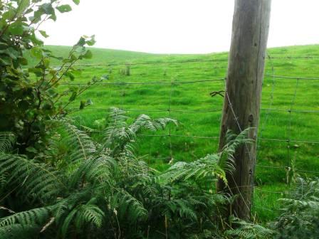 The "secret" style - section of unbarbed wire fence