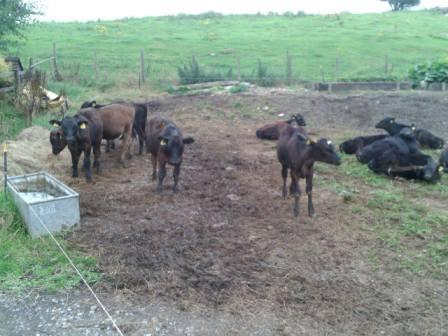 The new youngsters in the farm where I parked