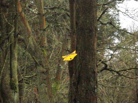 Using the trees to help support the antenna