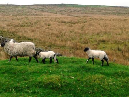 Spring lambs