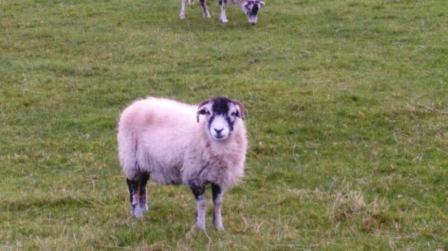 This youngster near the Creamery was quite confident!