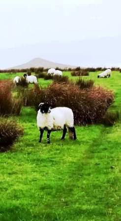 Approaching Sharp Haw