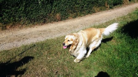 Rover, who decided to join us for the walk!