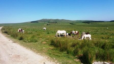 Wild ponies on Bodmin Moor