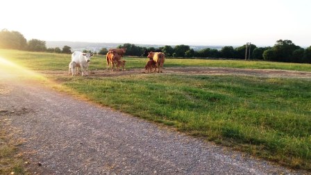 Cows with young - care required