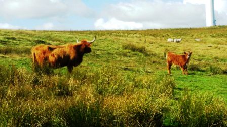 Long horned cattle