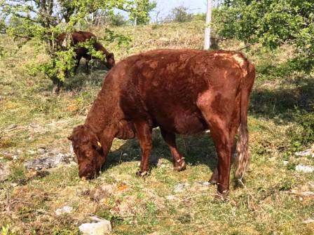 Placid grazing cattle