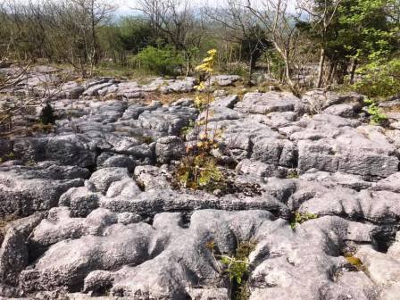 Limestone pavement