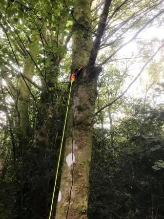 Using a tree rather than a pole to support the linked dipole
