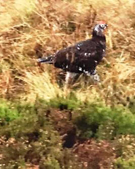 First sign of life on Rombalds Moor!