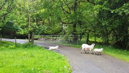 Meeting the locals at the start of the walk