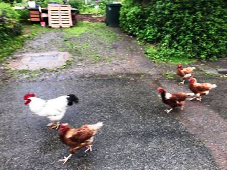 Met a few birds at the end of the day!