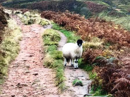 Meeting the locals