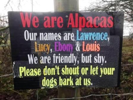 Sign introducing the alpacas to passing walkers