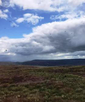 Many birds on descent