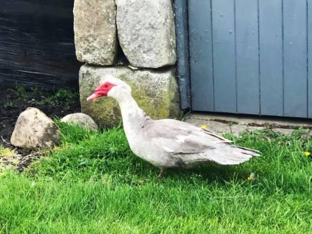 A resident of Tarnbrook