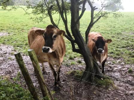 Cattle at walk start point