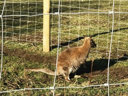 Wallaby at Avona