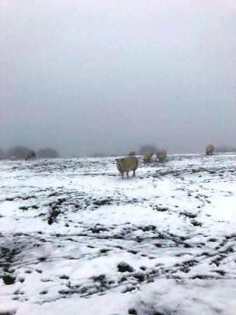 Snowy Cheshire on New Year's Day