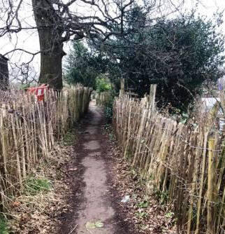 Path through Moss Rose Allotments