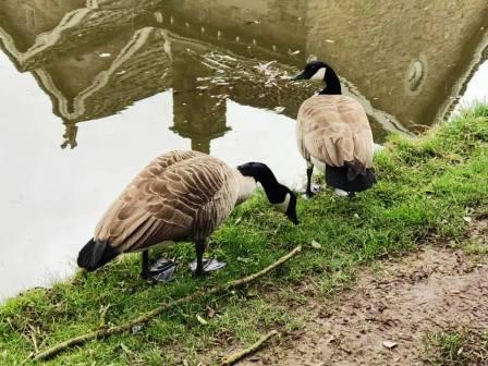 Ducks on the canal