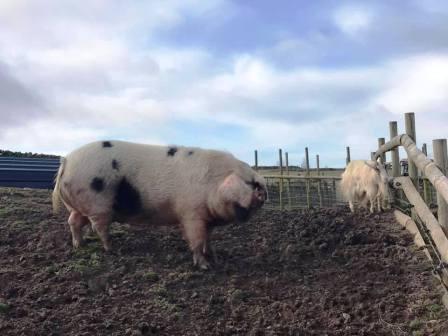 Pig and goat at Cliffe Farm