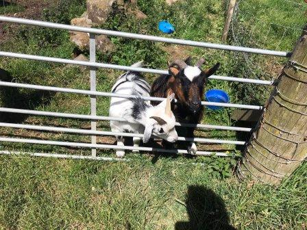 Friendly goats