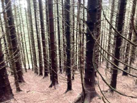 Descent through the forest