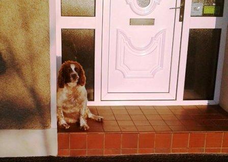 Jack the dog, who always greeted our arrival back at the B&B!