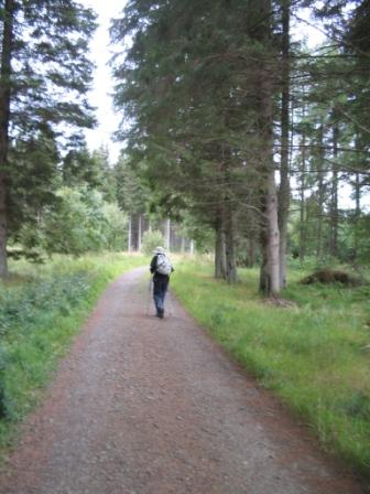 The forest track to Byrness