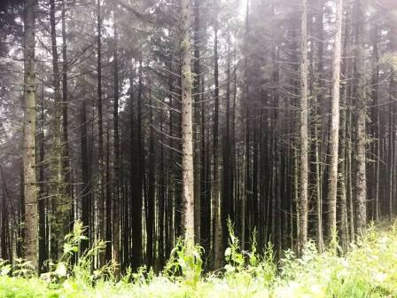 Macclesfield Forest