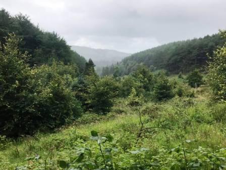 Macclesfield Forest