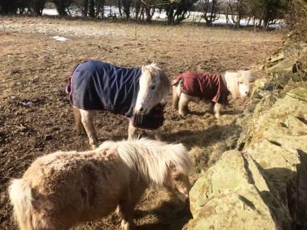 Ponies in Kerridge