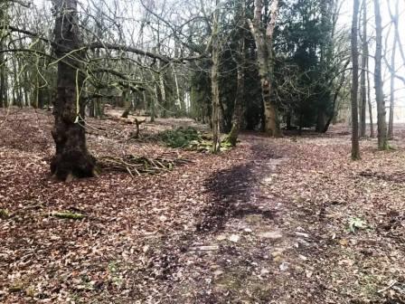 More trails through the woodland