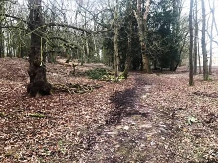 More trails through the woodland