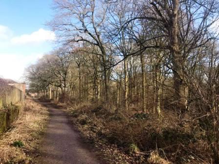On the other side of the wood
