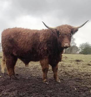 Aberdeen Angus happy to pose for a photo!