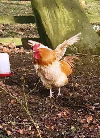 Chicken