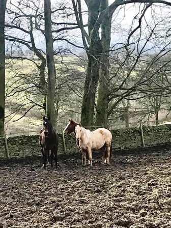 Horses