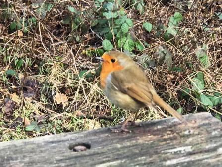 Unannounced lunch visitor