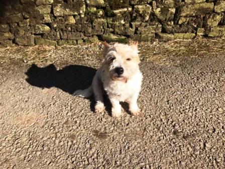 Friendly little dog at Hordern Farm