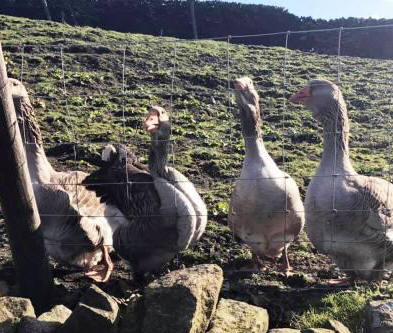 Meeting the locals down Cliff Lane