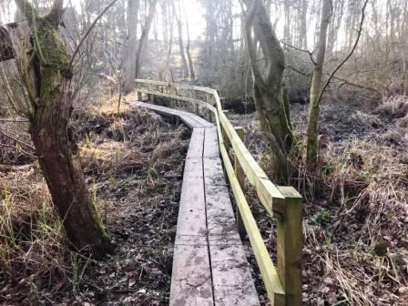 Walkway through the wood
