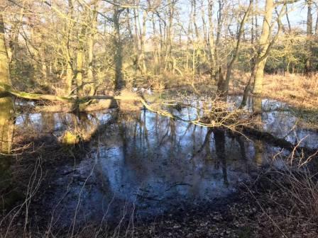 Pool in the wood