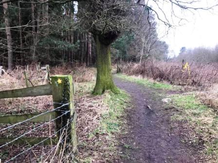 George's Wood