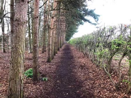 Chelford Buzzy Bees Woodland Walk