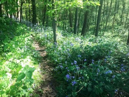 More bluebells