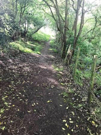 Woodland path near Hazelwall
